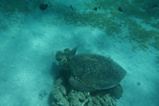 Foto der Kundenrezension