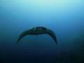 manta_2
